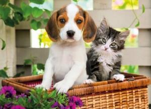 Očkovanie a čipovanie psov a mačiek 1