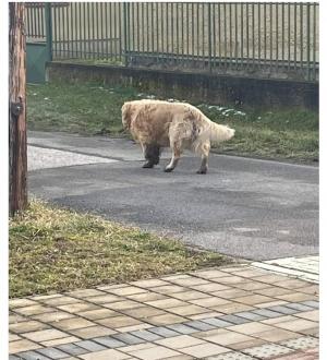 Hľadá sa majiteľ 1